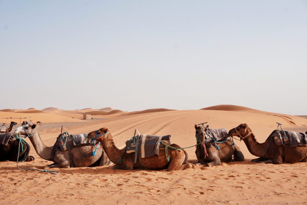 camel ride