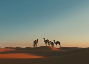 camels on a Saudi desert tour